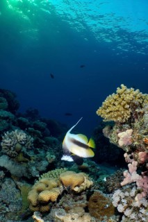 Red Sea bannerfish (Heniochus intermedius)