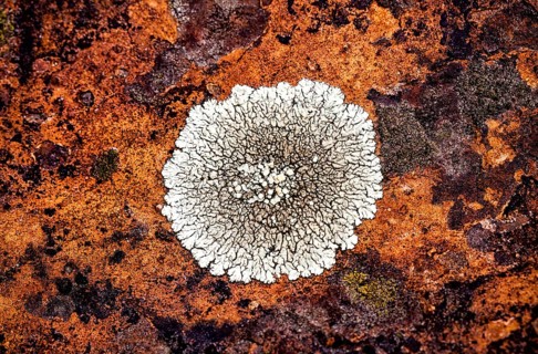 Lichen on rust