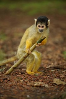 Common squirrel monkey (Saimiri sciureus), juvenile, stick, hold, ground, captive