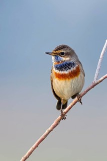 Bluethroat (Luscinia svecica), (Luscinia svecicus), Rhineland-Palatinate, Germany