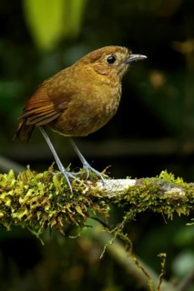 Brown-banded Antpitta (Grallaria milleri) perched on a branch in the Andes Mountains of Colombia