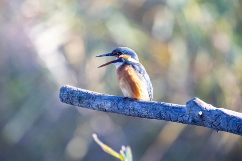 Kingfisher (Alcedo atthis) wbl Germany
