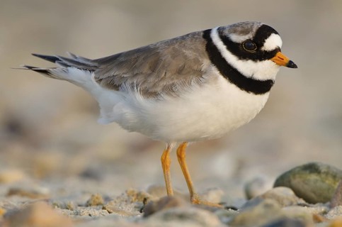 Common Ringed Plover (Charadrius hiaticula), Schleswig-Holstein, Germany