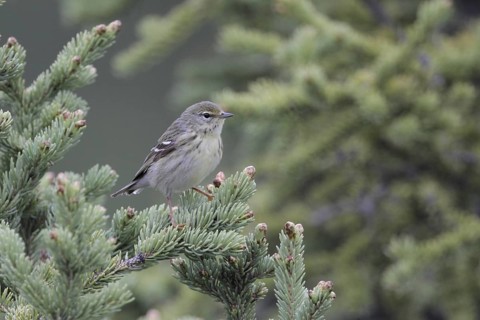 Blackpoll Warbler (Setophaga striata) female, Alaska, USA