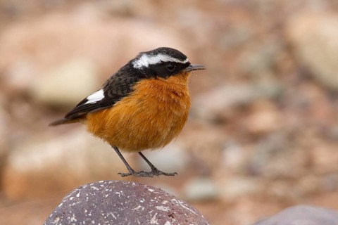 Moussier's Redstart (Phoenicurus moussieri) male, Morocco