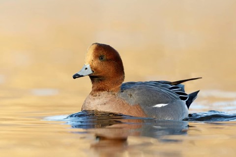 Eurasian Wigeon male swimming in golden hour from low point of view in the Reeuwijkse plassen,