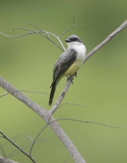 Snowy-throated Kingbird (Tyrannus niveigularis), Guayas, Ecuador