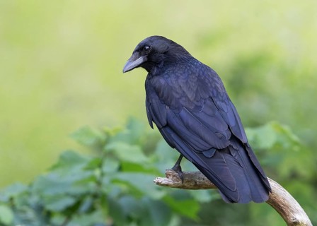 Carrion Crow (Corvus corone), Wales, United Kingdom