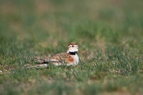 Mongolian Lark (Melanocorypha mongolica), Dornod Aimag, Mongolia
