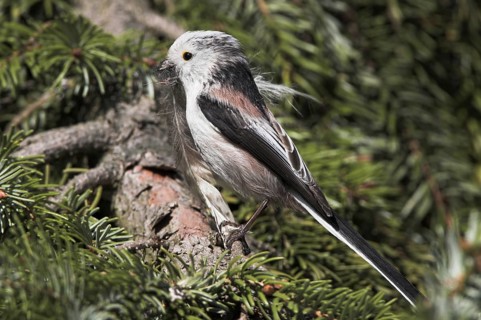 Long-tailed Tit (Aegithalos caudatus), Rhineland-Palatinate, Germany