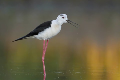 Black-winged Stilt (Himantopus himantopus), Camargue, France