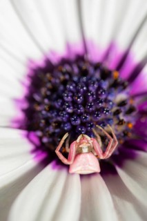 A macro photograph captures a crab spider perched on a striking white African daisy, showcasing the