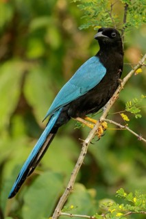 Yucatan Jay (Cyanocorax yucatanicus) perched on a brnach near Cancun on the Yucatan Peninsula of