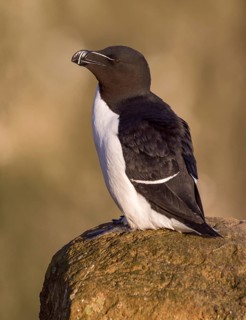 Razorbill (Alca torda islandica) perched on cliff, Iceland