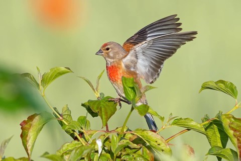 Linnet, Common Linnet, Eurasian Linnet, (Carduelis cannabin), (Acanthis cannabina), Linotte