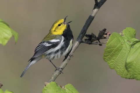 Black-throated Green Warbler (Setophaga virens) singing, West Virginia, USA