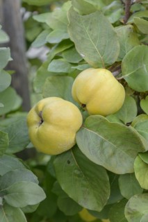 Apple quince (Cydonia oblonga 'Konstantinopeler'), Laußnitz, Saxony, Germany