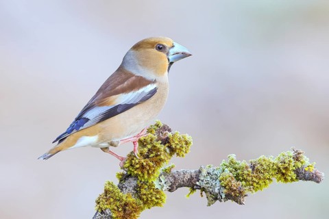 Hawfinch (Coccothraustes coccothraustes) female sitting on a branch covered with moss and lichen,
