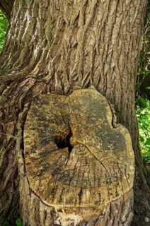 Tree trunk with furrowed bark and large stump of a cut branch on the edge of Lake Constance on the