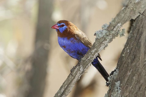 Purple grenadier, Granatina ianthinogaster, Male