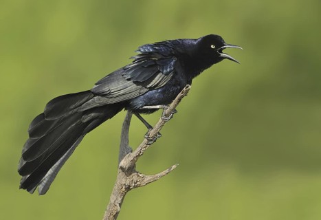 Great-tailed Grackle (Quiscalus mexicanus) male singing, Texas, USA