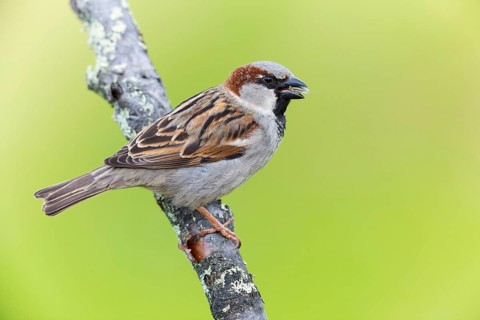 House sparrow, sparrow, house sparrow, (Passer domesticus), animals, birds, songbirds, sparrow