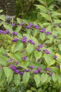 Beauty fruit (Callicarpa dichotoma), Hakon Botanical Garden of Wetlands, Hakone, Honshu, Japan
