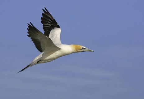 Australasian Gannet (Morus serrator) flying, Victoria, Australia