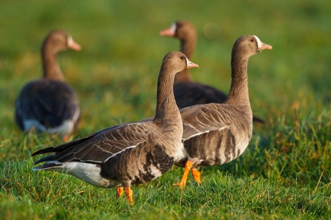 Greater White-fronted Goose (Anser albifrons), North Rhine-Westphalia, Germany