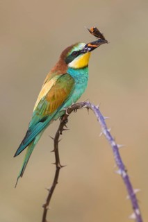 European Bee-eater (Merops apiaster) perched on a branch, Poland
