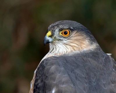 Sharp-shinned Hawk (Accipiter striatus), Saskatchewan, Canada