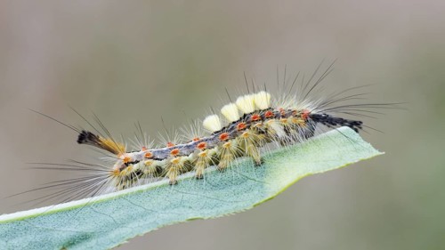 Orgyia antiqua - Rusty Tussock Moth - Schlehen-Bürstenspinner, Germany (Rheinland-Pfalz), imago