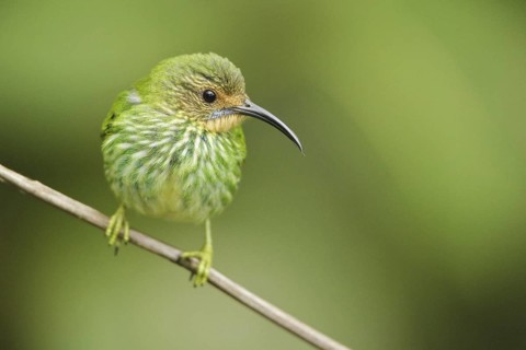 Purple Honeycreeper (Cyanerpes caeruleus) female, Trinidad and Tobago