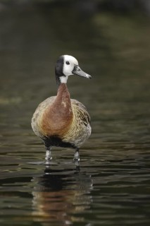 White-faced Whistling Duck (Dendrocygna viduata), Hawaii, USA