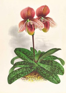 Orchid, Cypripedium tessellatum, authentic reproduction of an illustration by Jean Jules Linden