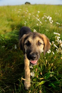 A curious puppy explores a field full of flowers, mixed breed dog, Upper Palatinate