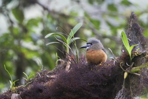 White-faced Nunbird (Hapaloptila castanea), Pichincha, Ecuador