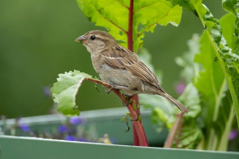 House sparrow (Passer domesticus) adult garden bird eating Swiss chard plant leaves in a vegetable