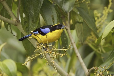 Blue-winged Mountain Tanager (Anisognathus somptuosus), Ecuador
