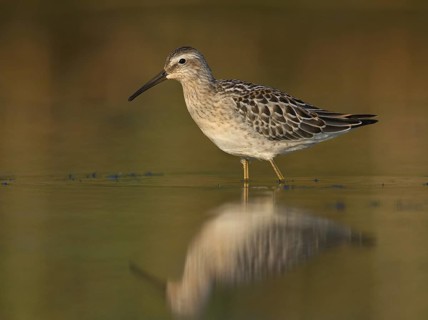 Stilt Sandpiper (Calidris himantopus), Ohio, USA