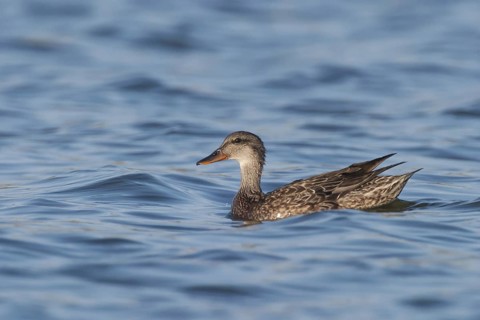 Gadwall (Mareca strepera) female, California, USA