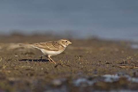 Asian Short-toed Lark (Alaudala cheleensis) on ground, Dornod Province, Mongolia