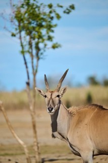 Common eland (Taurotragus oryx) standing in the dessert, portrait, captive, distribution Africa