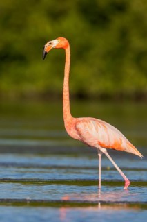 American flamingo (Phoenicopterus ruber) feeding in a lagoon in Cuba