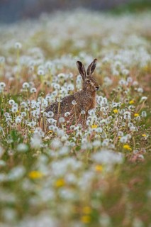 Feldhase (Lepus europaeus) sitzt in Wiese aus Löwenzahn (Taraxacum officinale), Schleswig-Holstein,