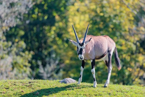 A gemsbok (Oryx gazella), grazes on a green meadow. Botswana, Namibia, South Africa and Zimbabwe