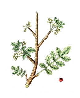 Geum urbanum, Wood avens, digital reproduction of a historical original, between 1790 and 1810