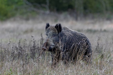 Wild boar (Sus scrofa) crossing a clearing in the forest, mating season, November, Denmark