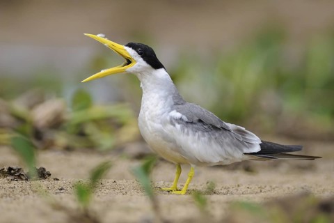 Large-billed Tern (Phaetusa simplex) calling, Pantanal, Brazil