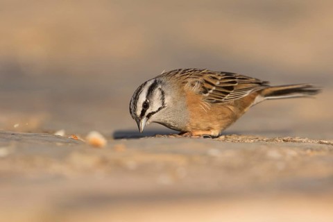 Rock Bunting -Zippammer - Emberiza cia ssp. cia, Spain, adult male